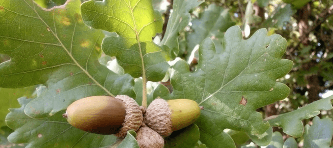 oak tree leaves