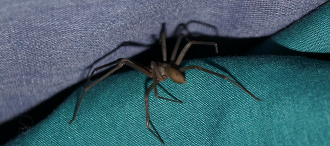 Brown Recluse Spider