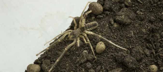 Camel Spider