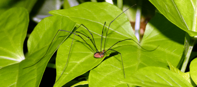 Daddy Long Legs