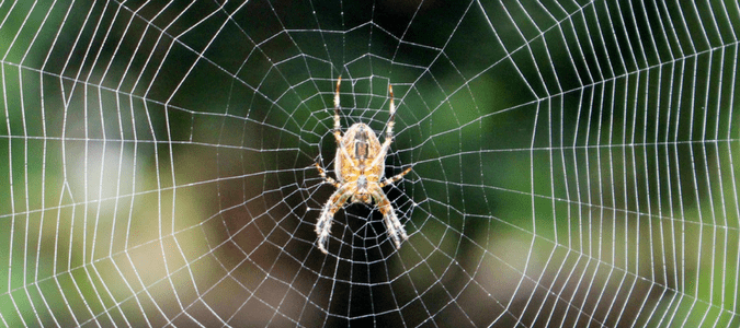 Spider Spin Webs