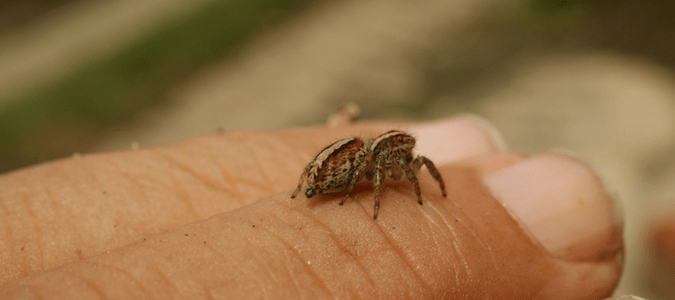 Spider lay eggs bite