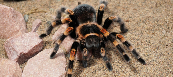 Tarantulas Poisonous