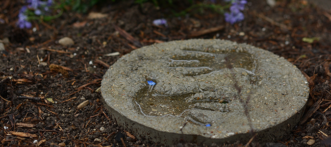 standing-water-body-img