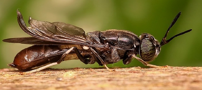 Do flies hibernate