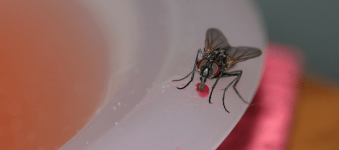 house flies in winter