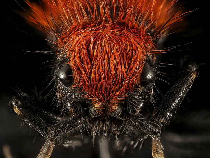 velvet ants