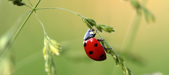 ladybug contol