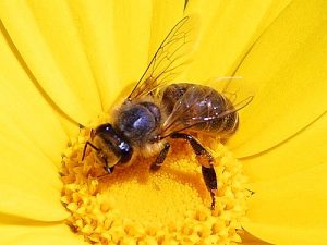 Honeybee in Orlando Upclose and Personal