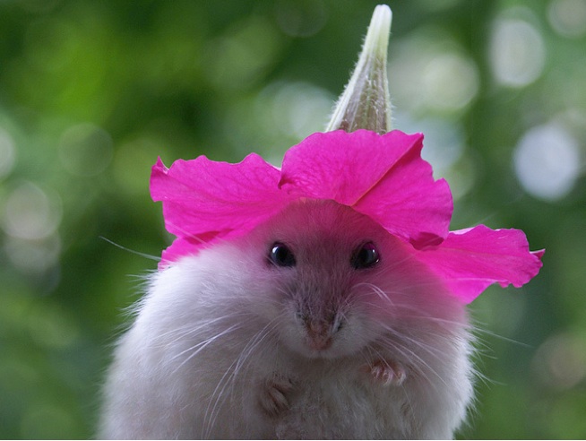rat2