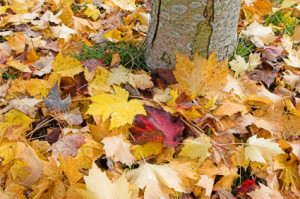 landscaping houston, lawn care houston 