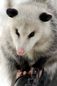 opossum istock 201x300 The Marsupial, The Myth, The Legend: The Opossum  pic