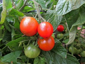 tomatoes_istock tomatoes istock 300x225 Its Huge, Its Scary and It Wants Your Tomatoes! pic