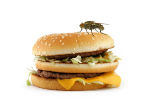 eating bugs bug food insect nutrition