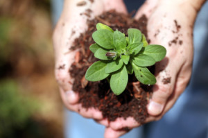 consider adding mulch to your yard for a truly stunning result ABC San Antonio