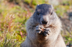groundhogs crave tulip flowers, leaves and wild clover ABC atlanta