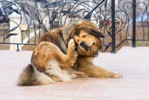 flea bites can cause severe reactions in dogs