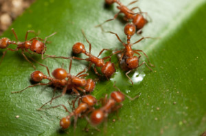 ants