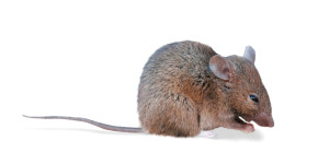 House mice are common in Houston. Do you know what to look for?