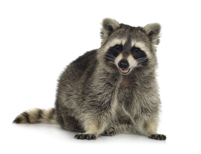 Does Your Property Have a Raccoon Problem? - ABC Home & Commercial ...