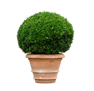 maintaining shrubs requires care and attention