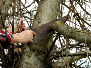 regular tree trimming keeps trees healthy