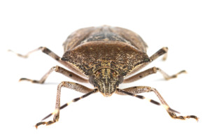 Bed bugs recently returned after a 40-year absence