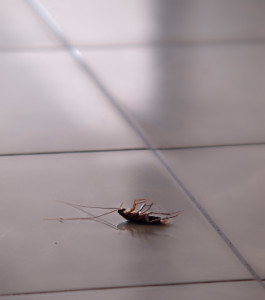 certain insects can affect allergies and asthma