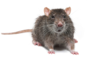 many Texas pests are active all year long