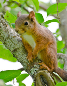 squirrels homes