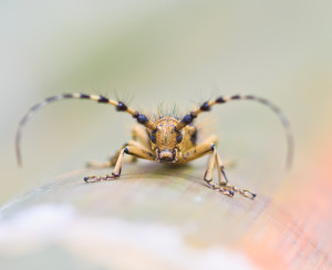 Beetle pheromones are being explored for use in pest control