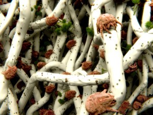 Dust mites, lice and scabies are some of tiniest household pests