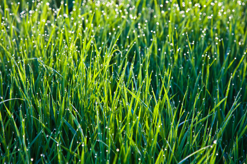 The best foundation for a landscaping display is a green lawn