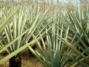  Lechuguilla thrives in arid conditions