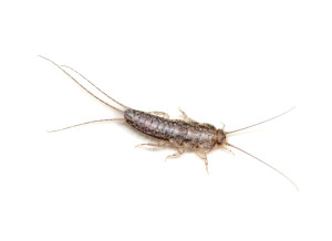 Library pests include cockroaches, silverfish, beetles, booklice and even termites