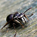 bald-faced-hornet