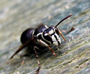 Insects deal with winter temperatures in many different ways