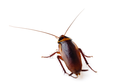 PestWorld is a great resource for kids who want to learn about bugs