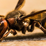 european-hornet