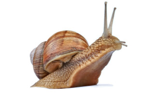 Snails become much more active in the spring