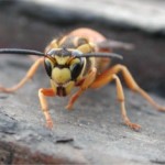 yellow-jacket