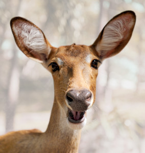 Certain plants will repel deer from your garden
