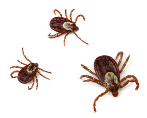 May was Lyme Disease Awareness Month