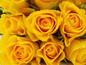Texas is one of the best places in the country to grow roses
