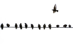 The estimated starling population in Texas exceeds tens of millions