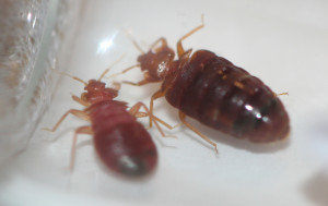 bed bugs dallas