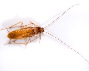 When you're battling cockroaches, remember that they're nocturnal creatures