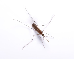Do drought conditions affect mosquito populations in Austin?