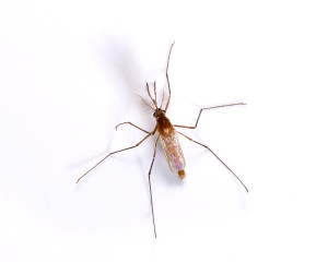 Are you aware of the pathogens mosquitoes carry?