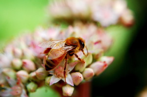 Not many people realize how profound of an impact bugs have had on the world
